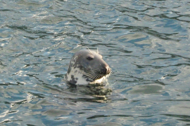 the head of a seal popping out of the water in loch broom ullapool